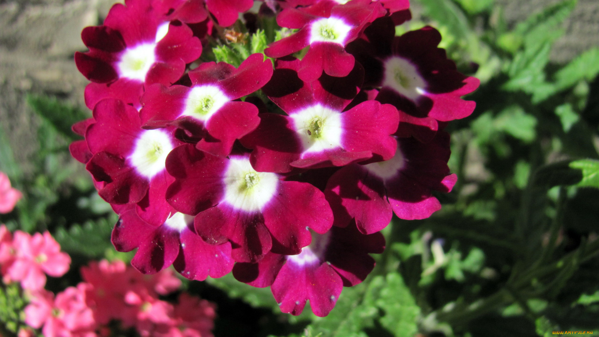 цветы, вербена, соцветие, макро