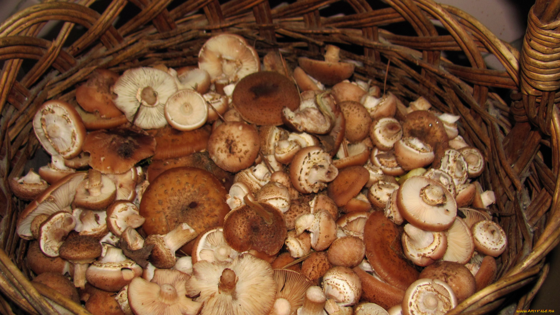 еда, грибы, , грибные, блюда, опята