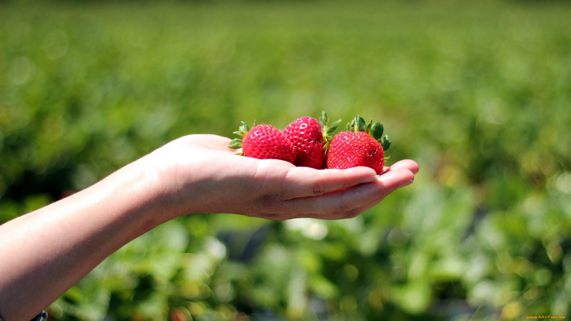 еда, клубника, , земляника