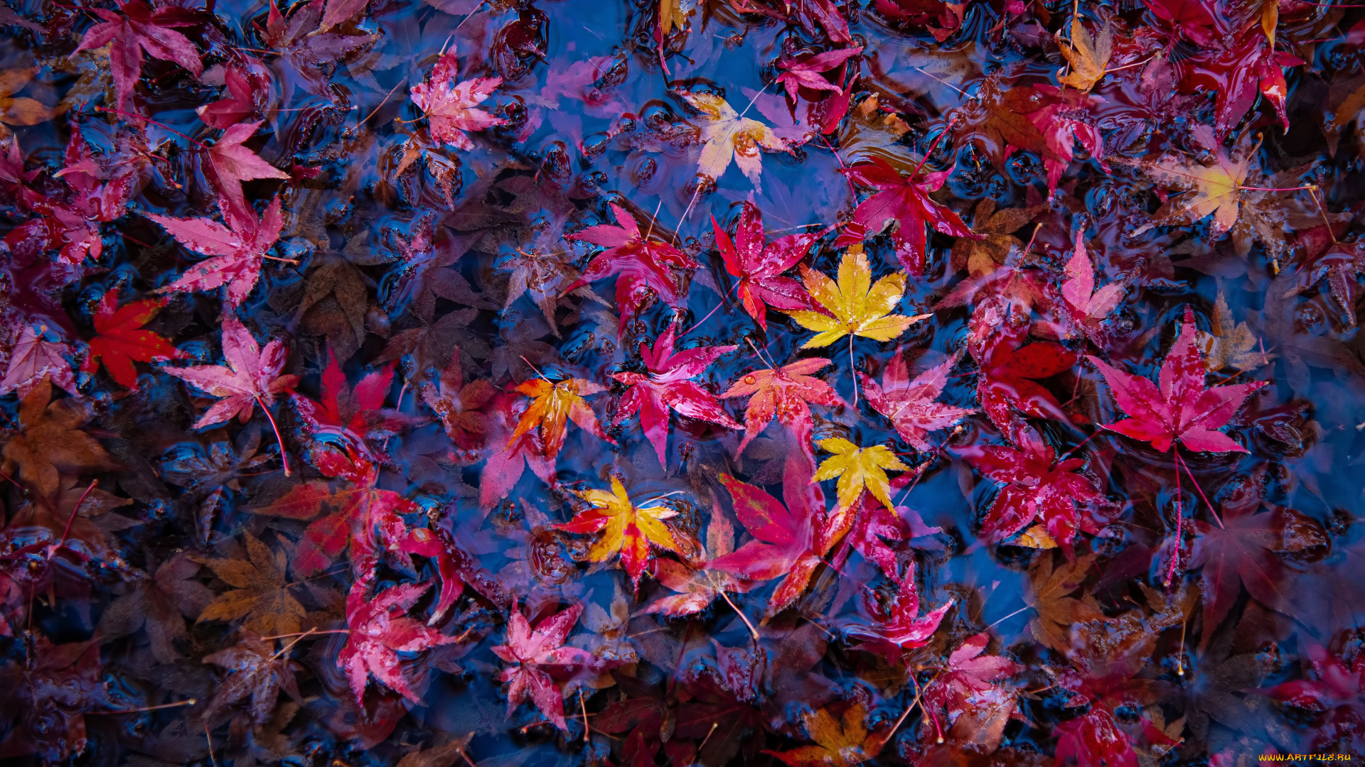 природа, листья, осень