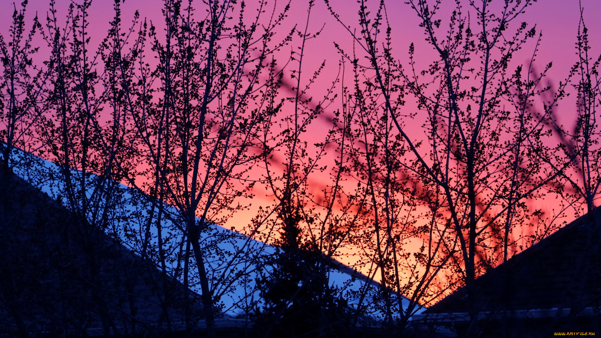 природа, восходы, закаты, ветки