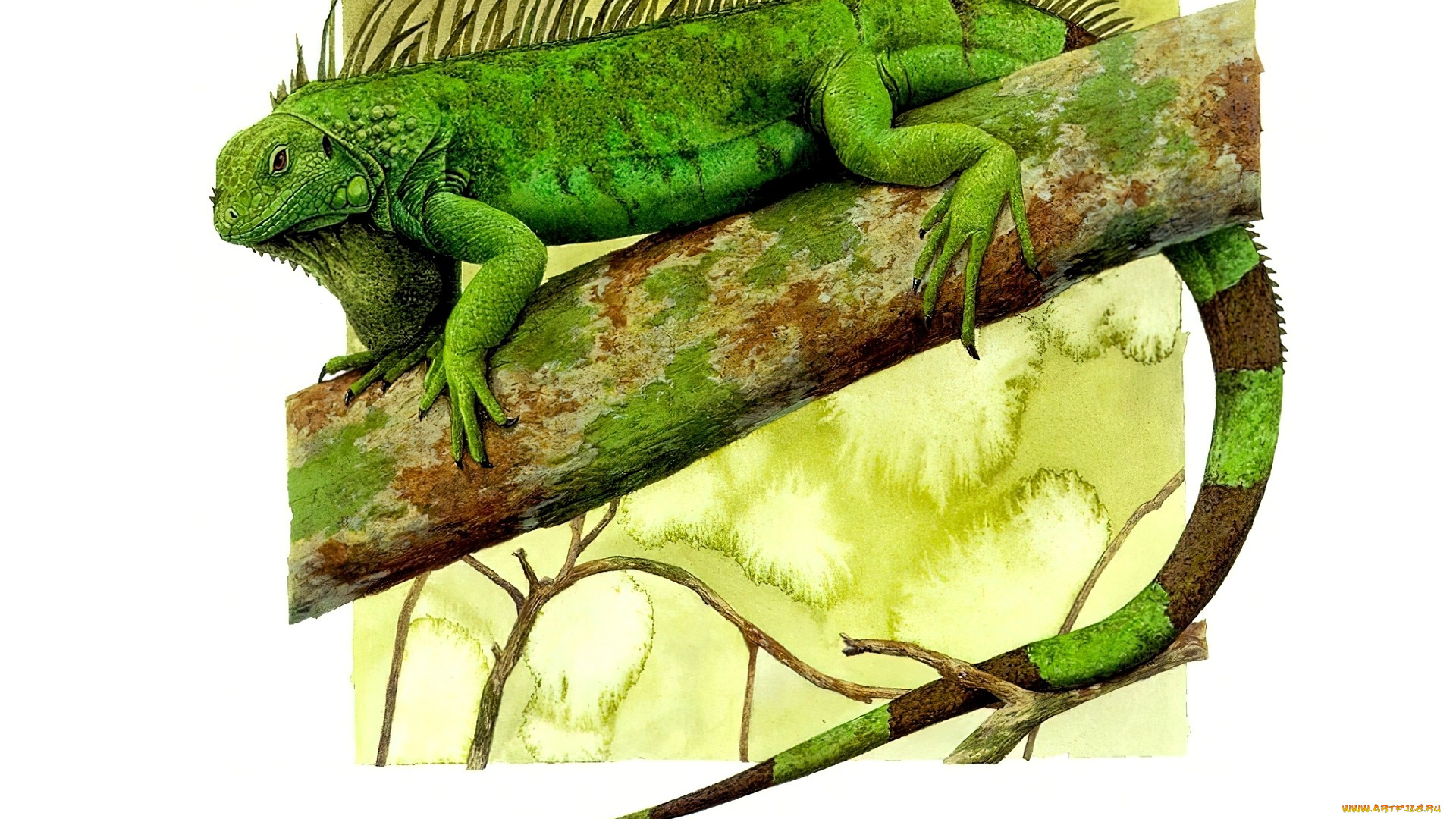 рисованное, животные, , ящерицы, игуана, ветка