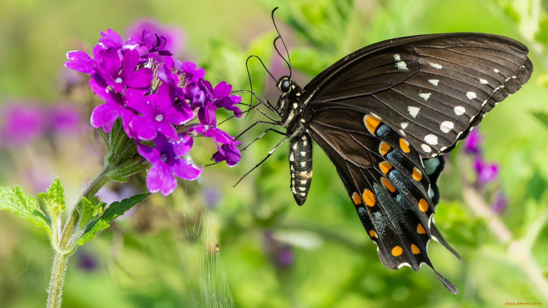 животные, бабочки, , мотыльки, , моли, бабочка