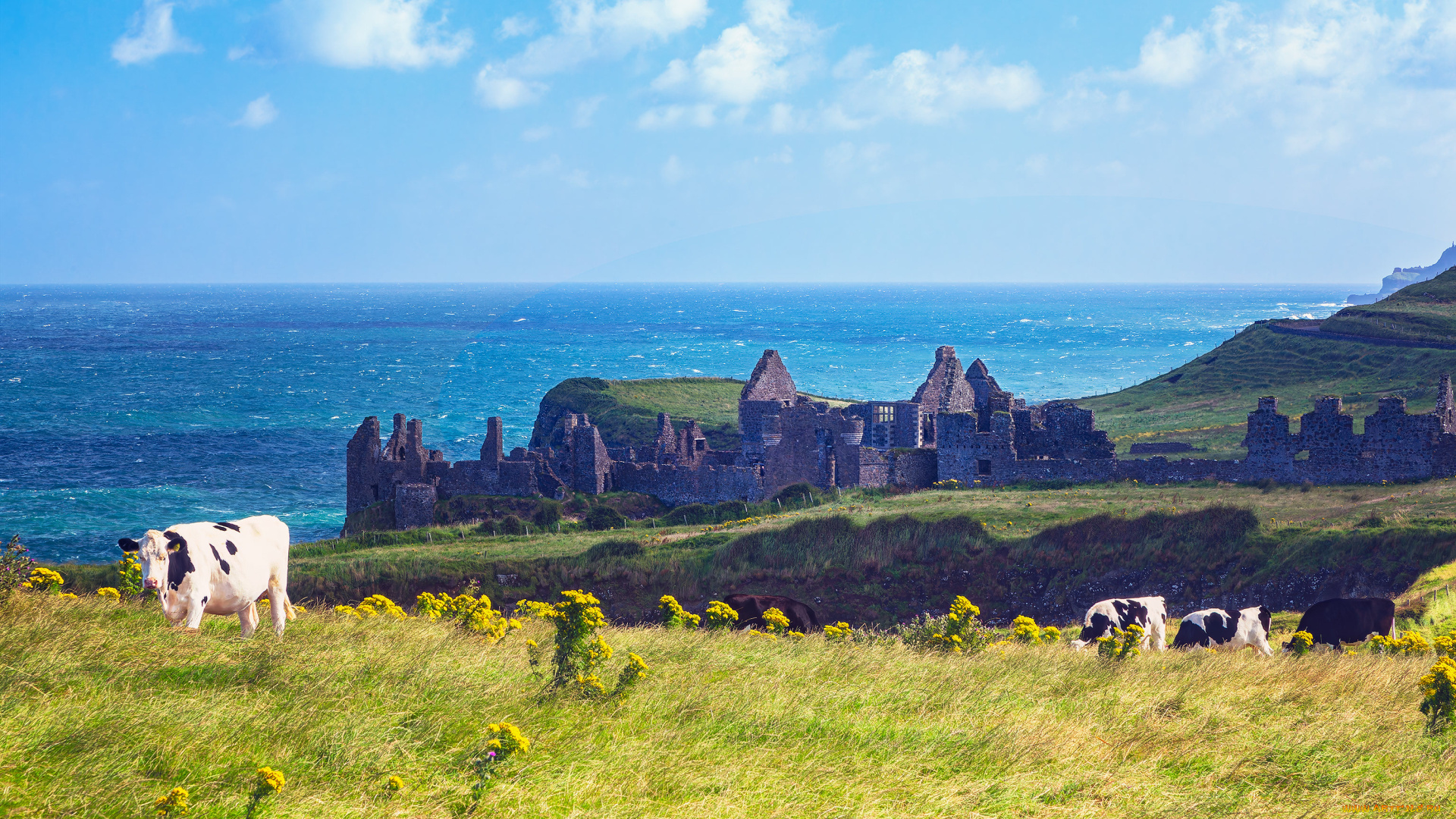 животные, коровы, , буйволы