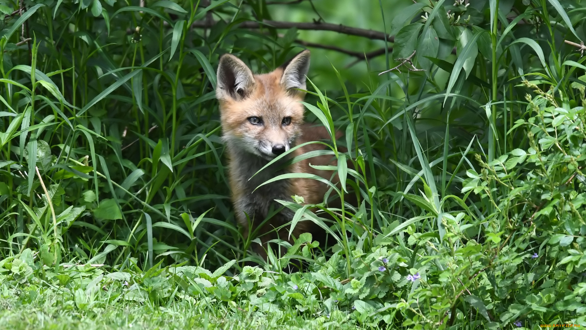 животные, лисы, лиса
