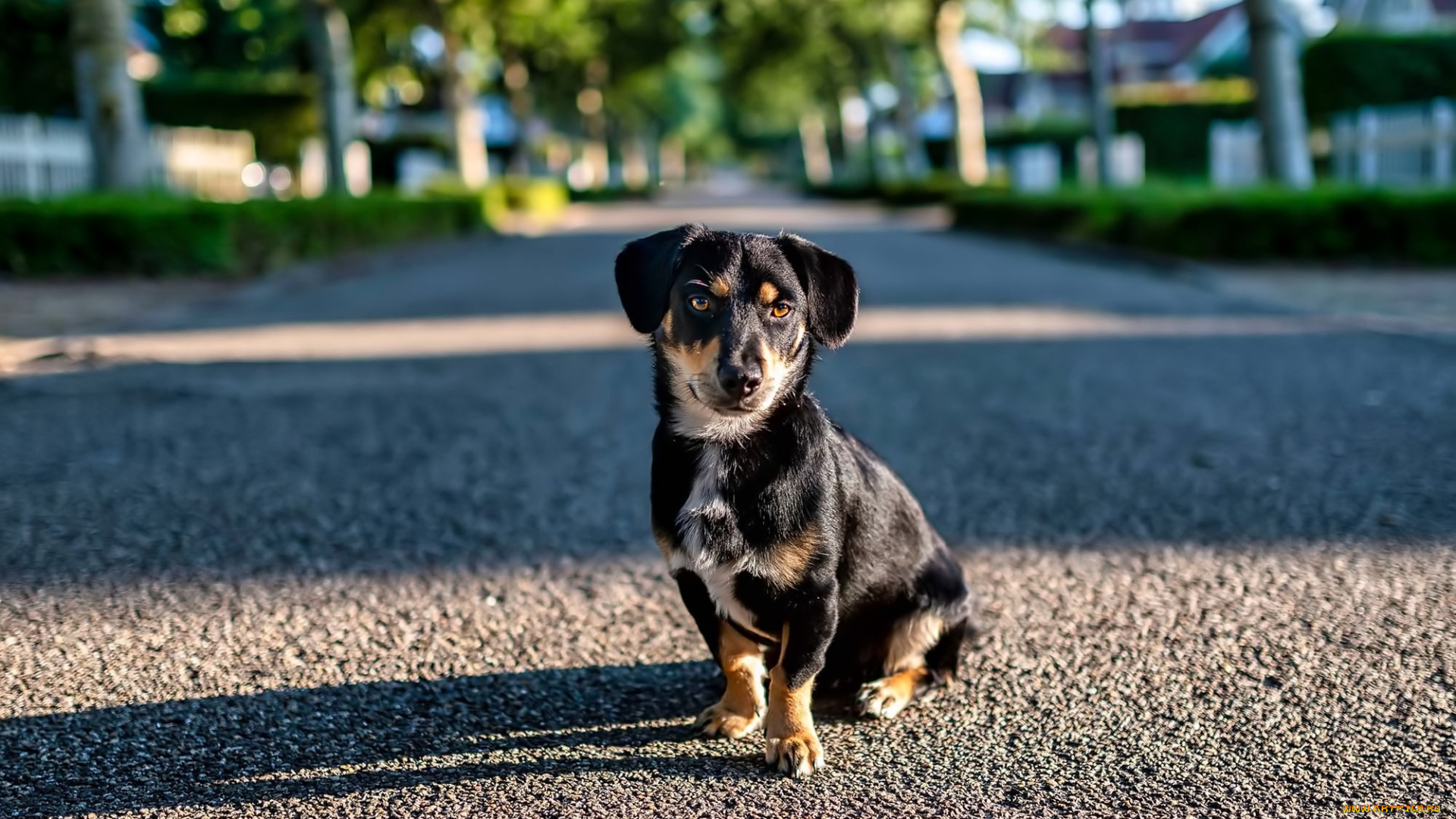 животные, собаки, собака