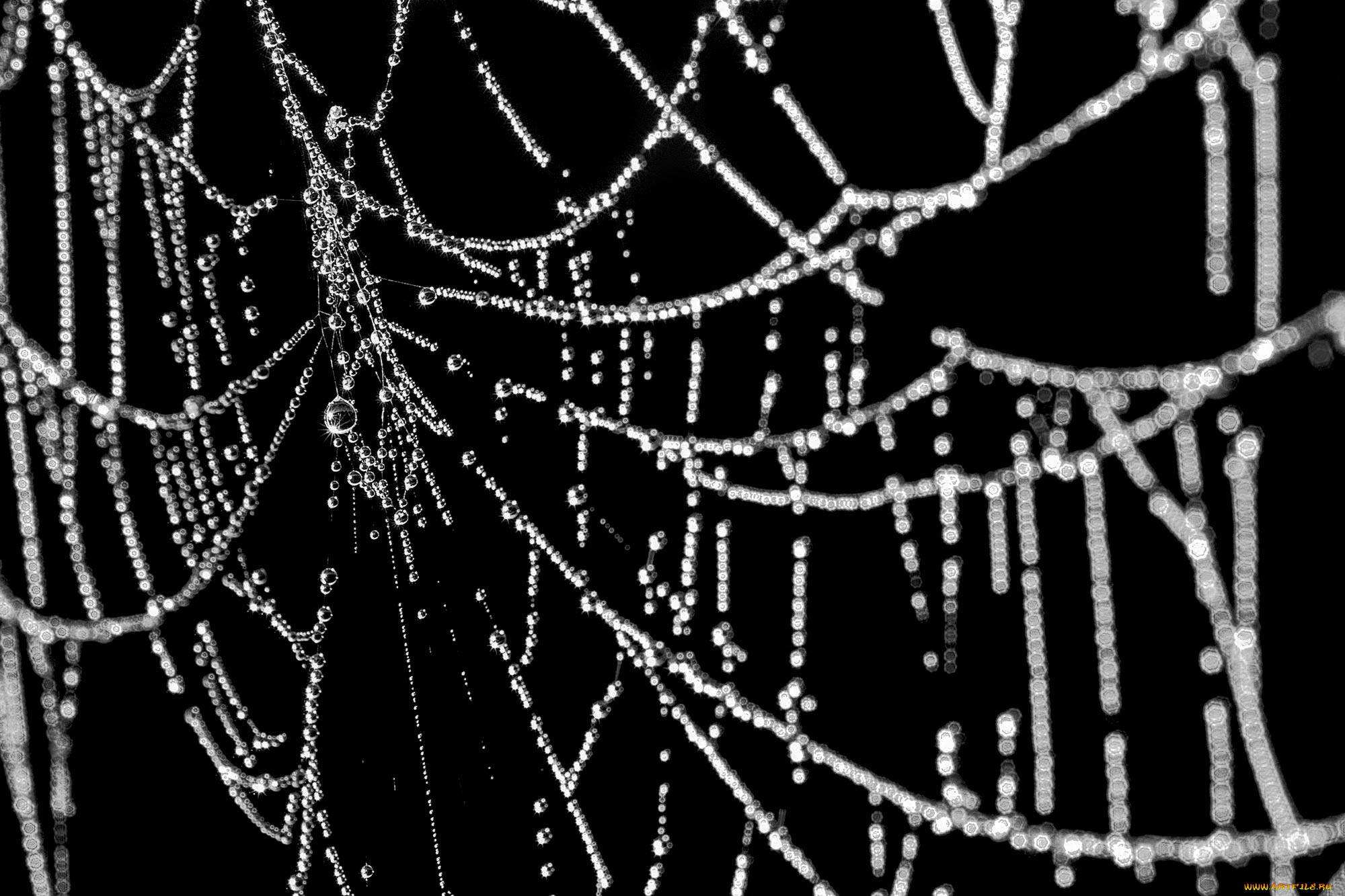 природа, макро, паутина