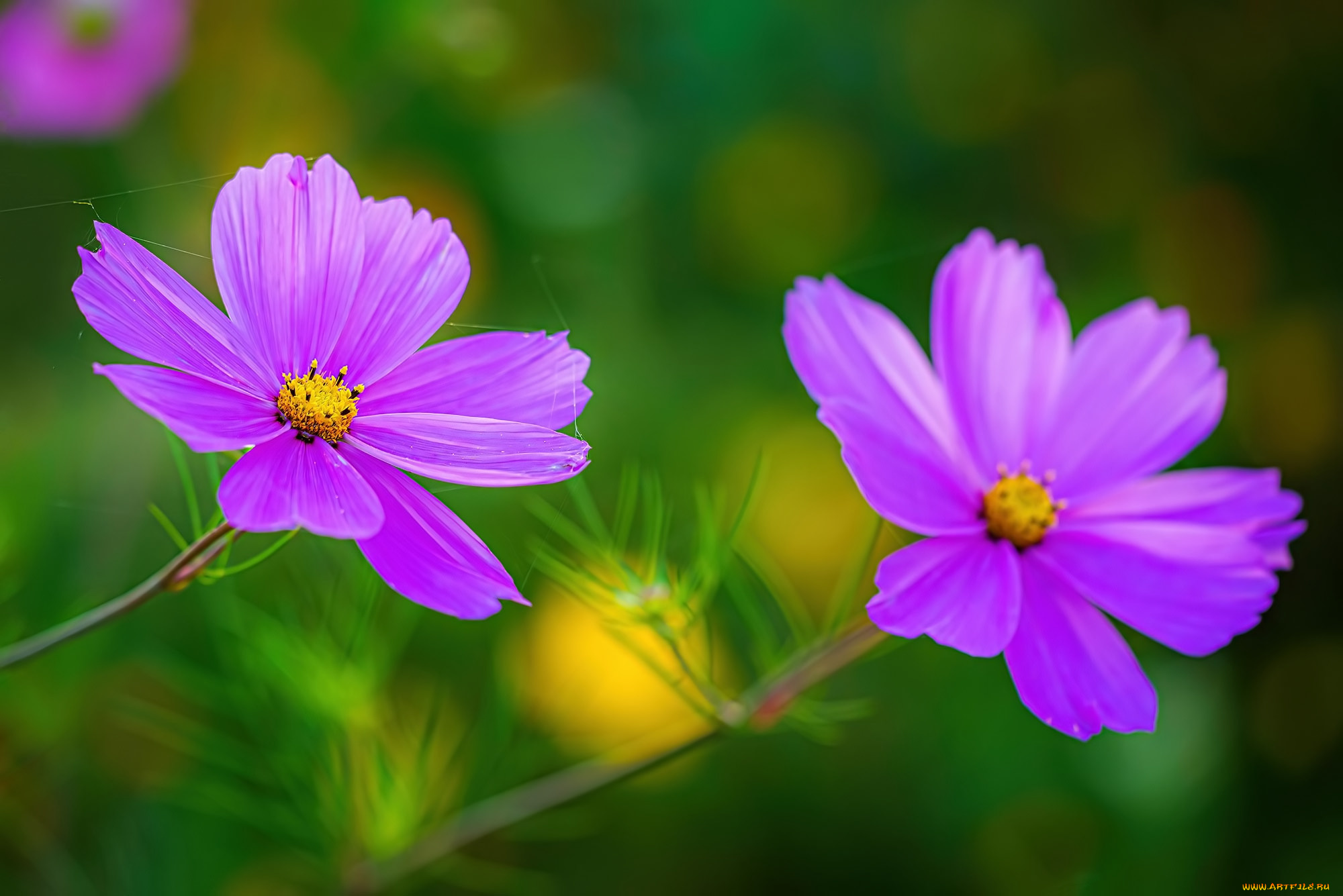 цветы, космея, лето