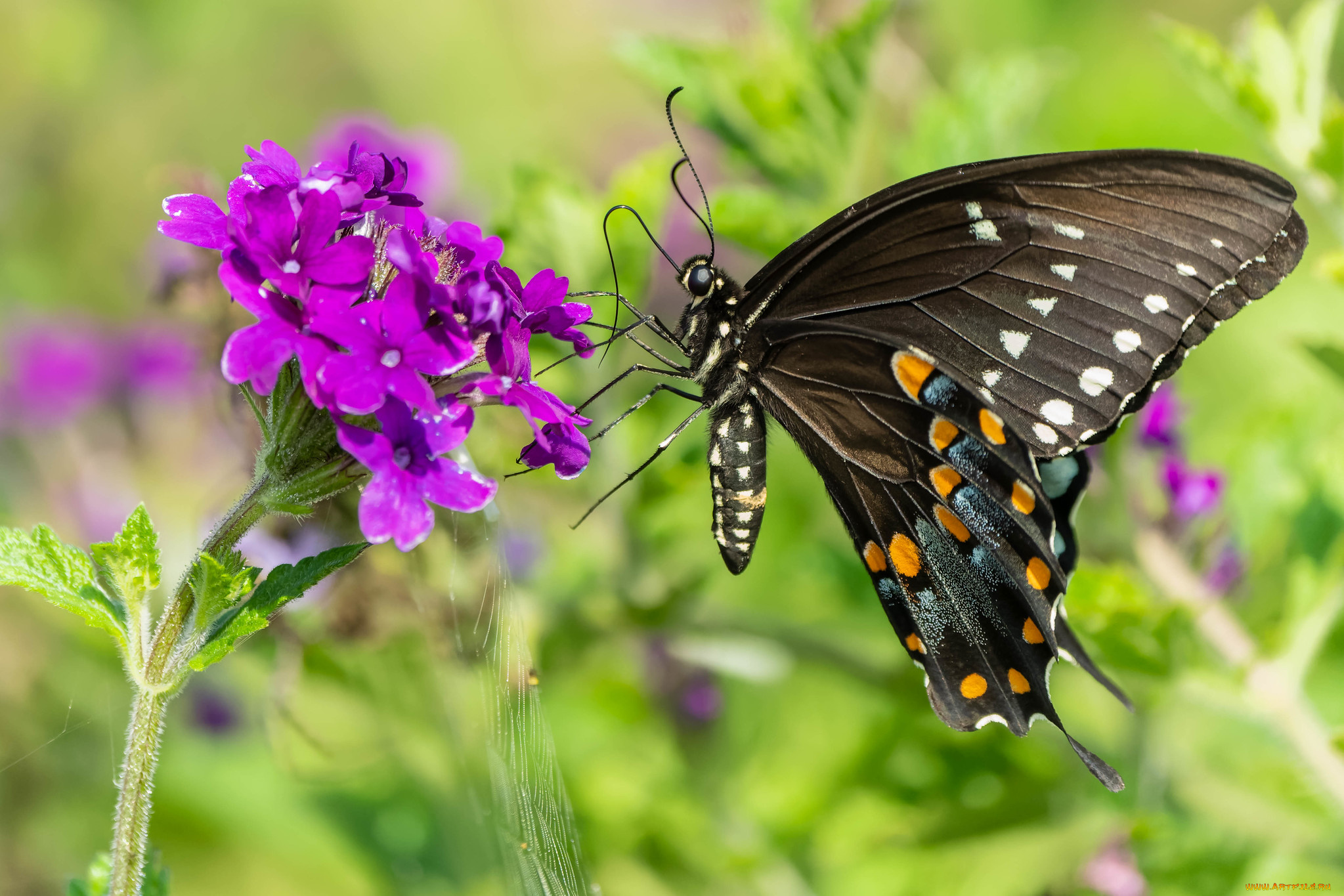 животные, бабочки, , мотыльки, , моли, бабочка