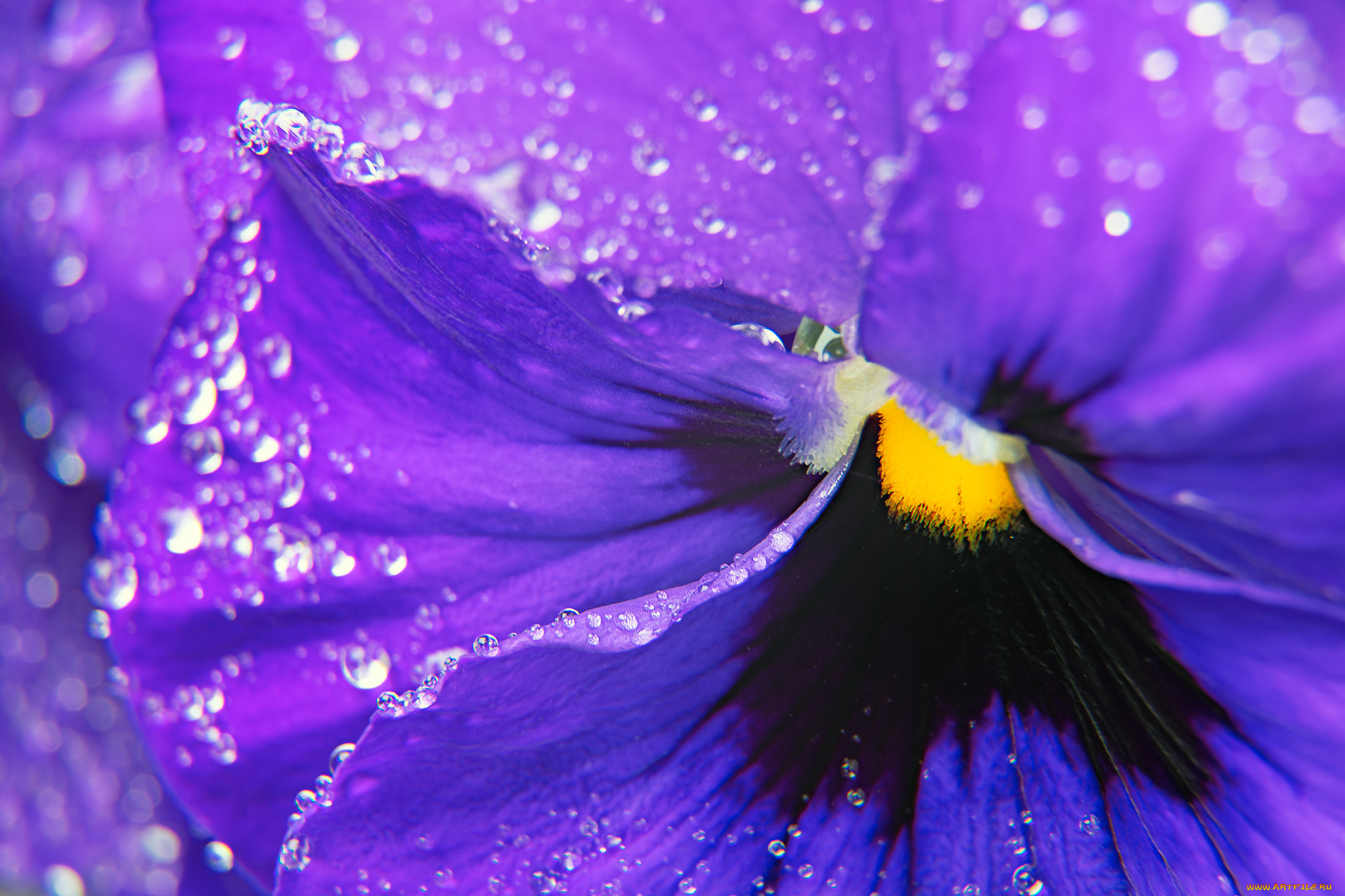 цветы, анютины, глазки, , садовые, фиалки, макро