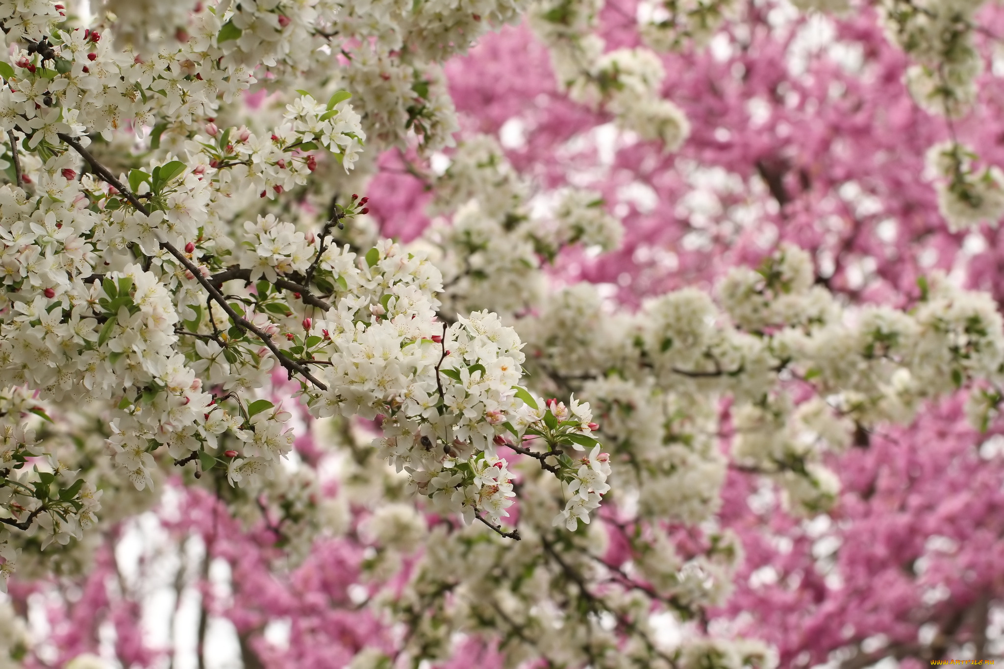 цветы, цветущие, деревья, , , кустарники, весна