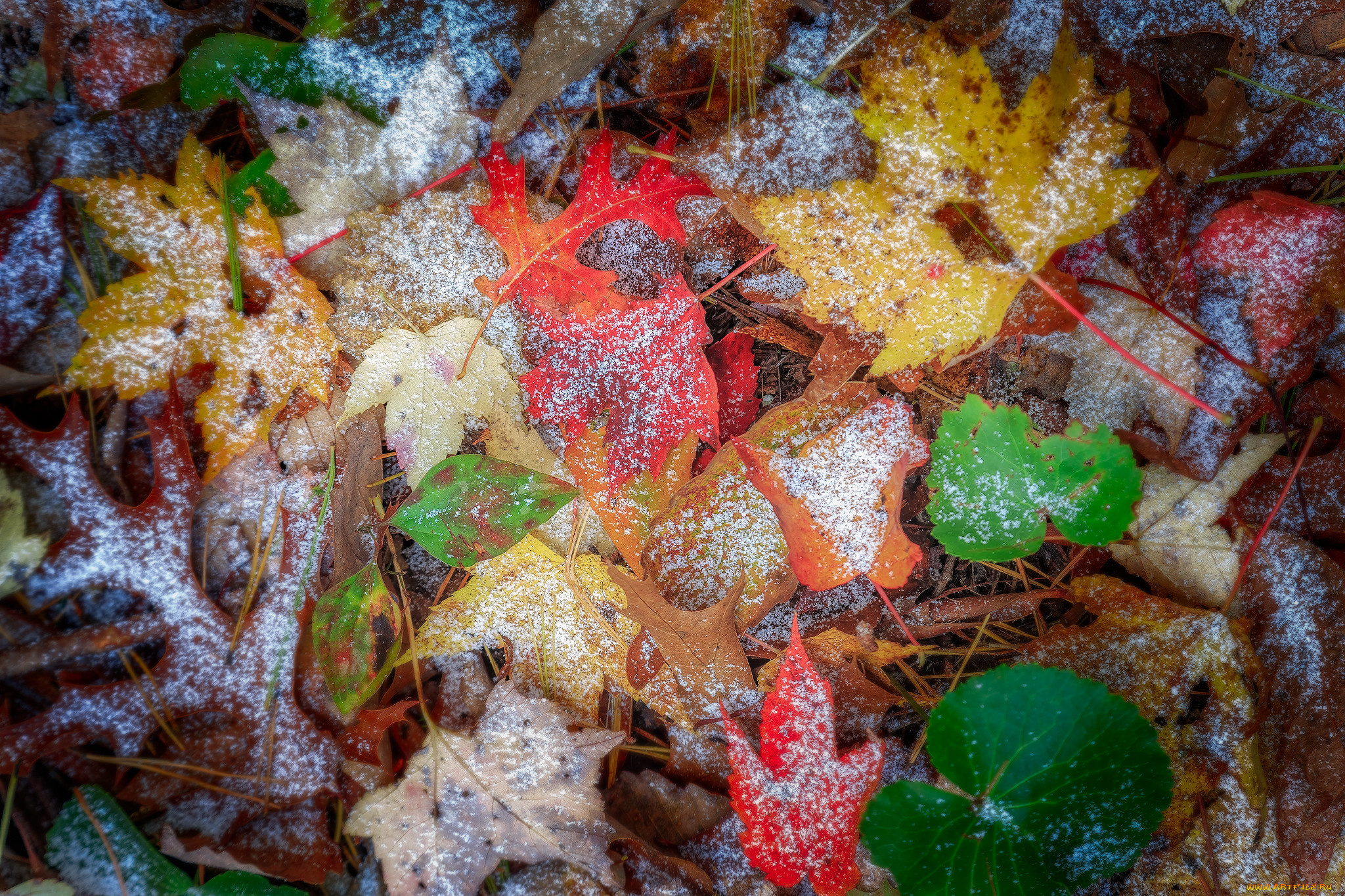 природа, листья, осень