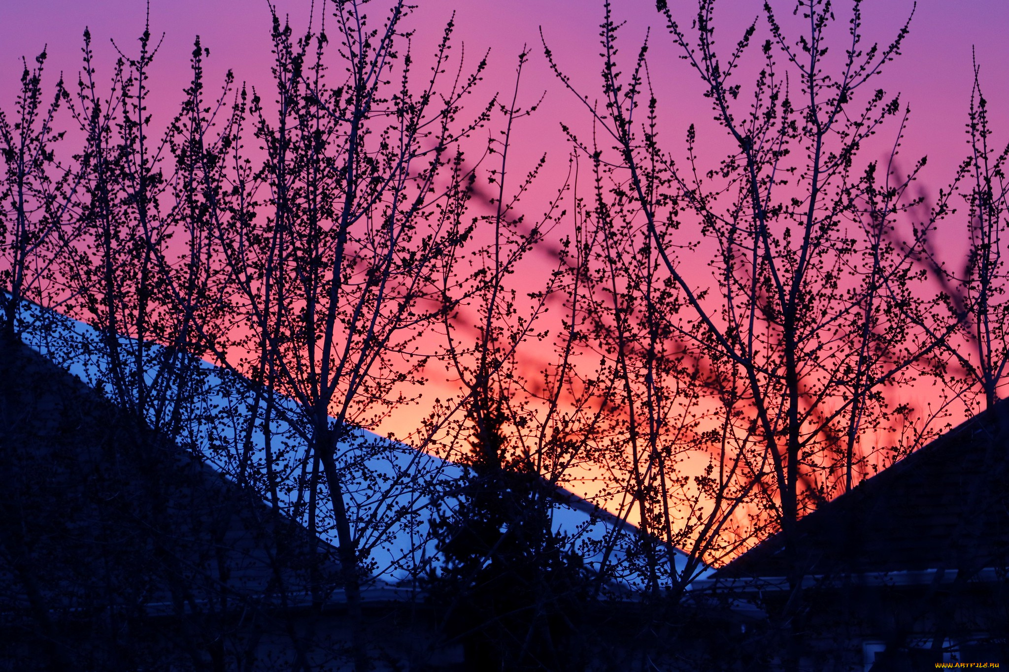 природа, восходы, закаты, ветки