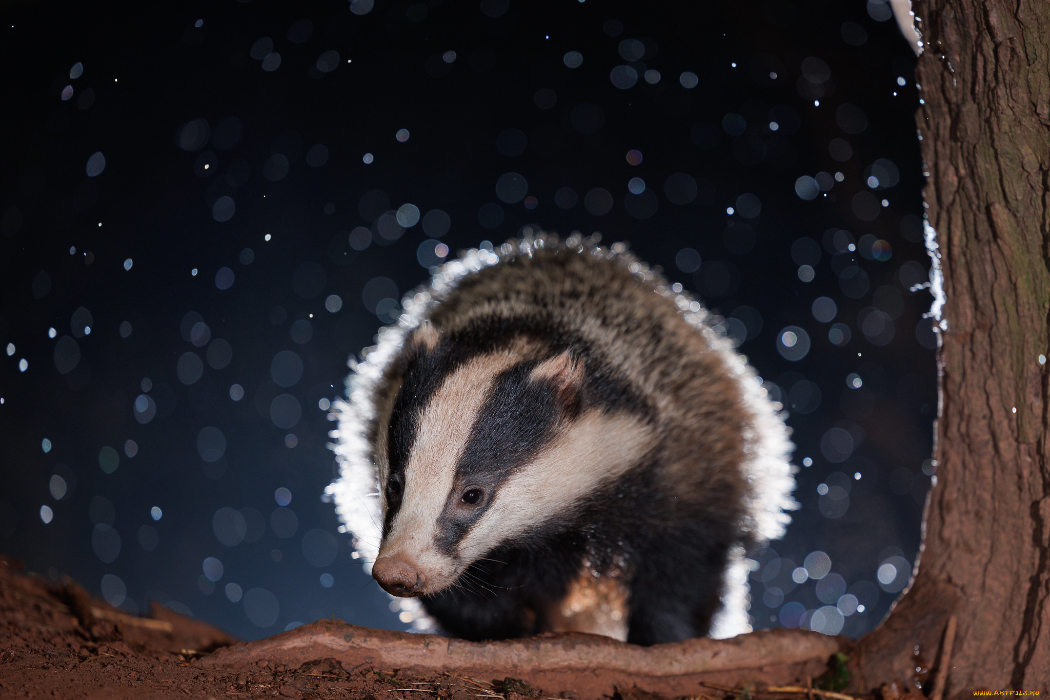 животные, барсуки, ночь