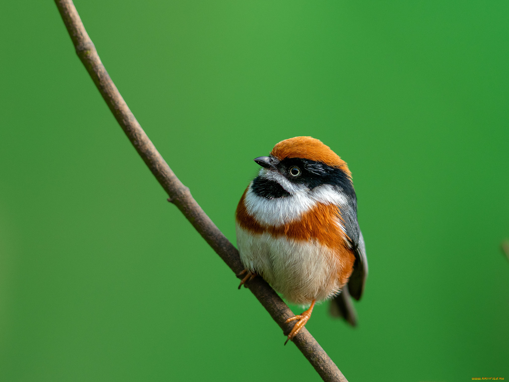 животные, птицы, птица