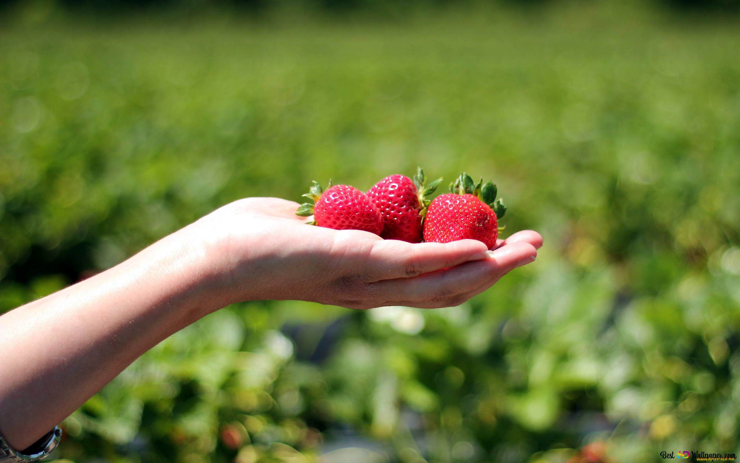 еда, клубника, , земляника