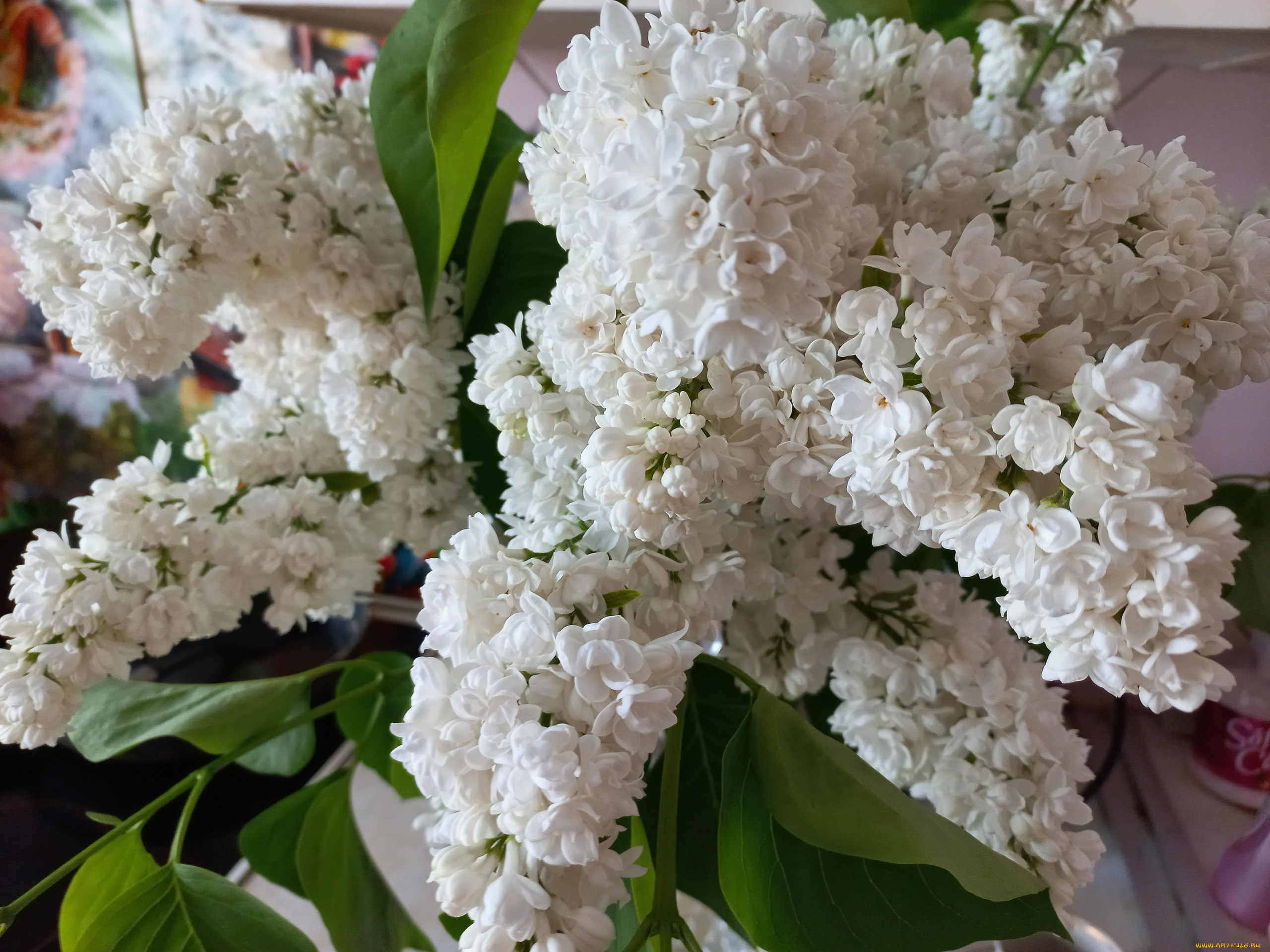 цветы, сирень, белая, гроздья