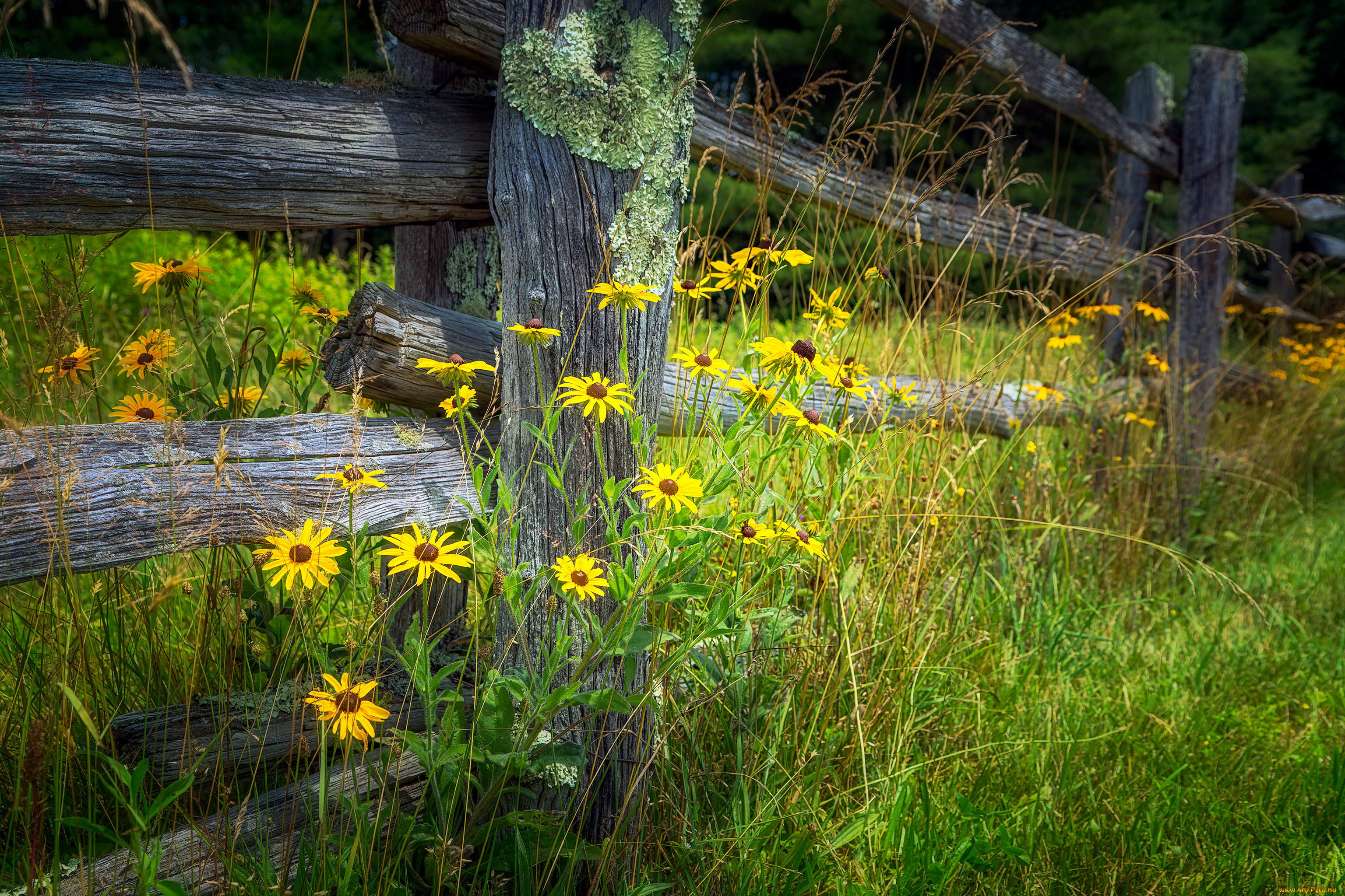 цветы, рудбекия, лето