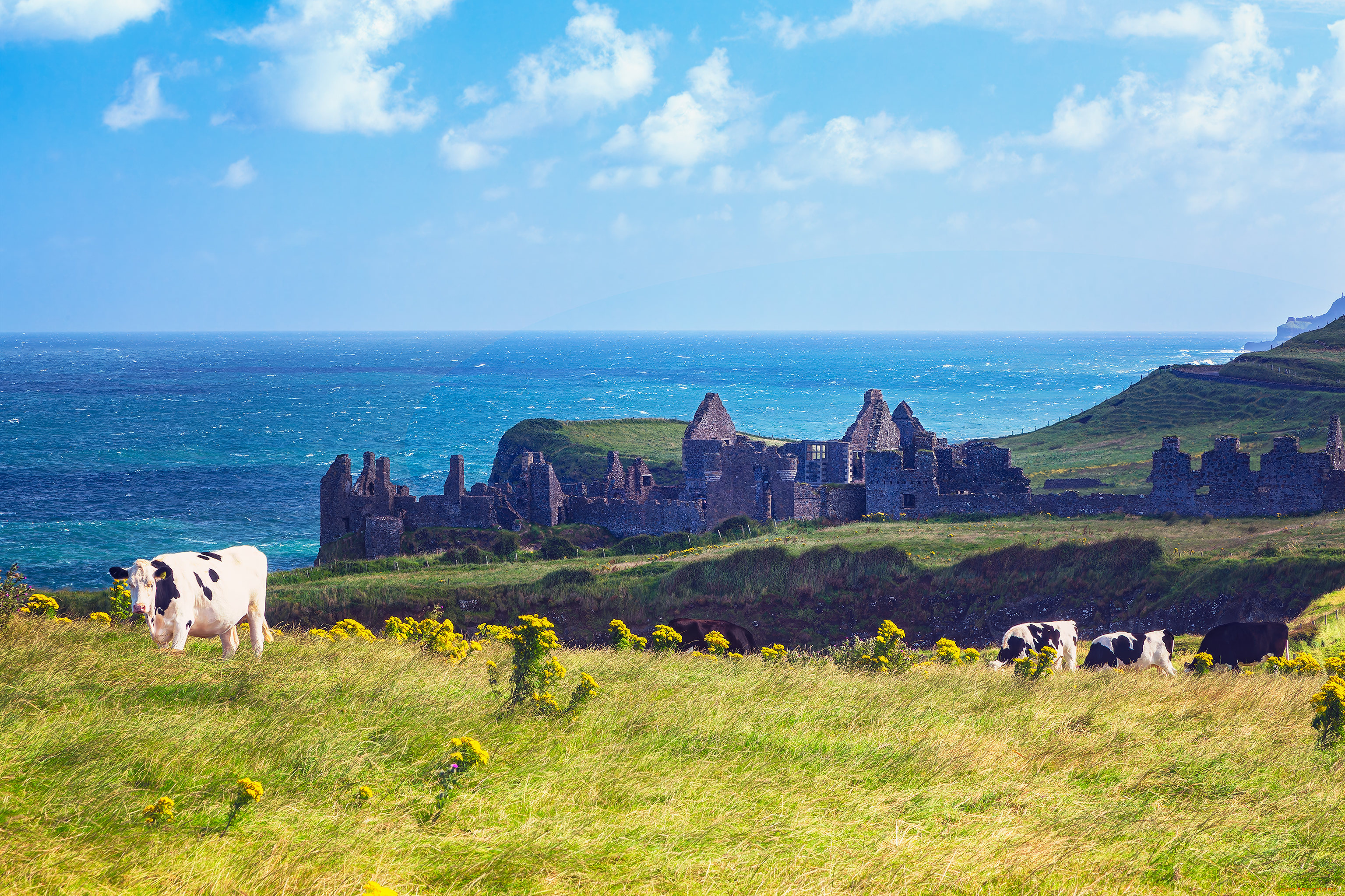 животные, коровы, , буйволы