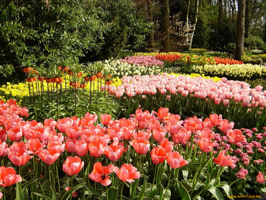 цветы, разные, вместе