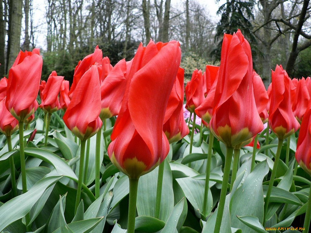цветы, тюльпаны