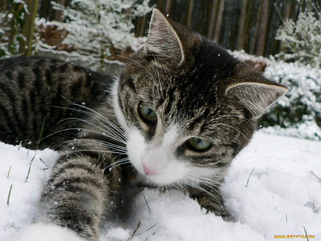 животные, коты