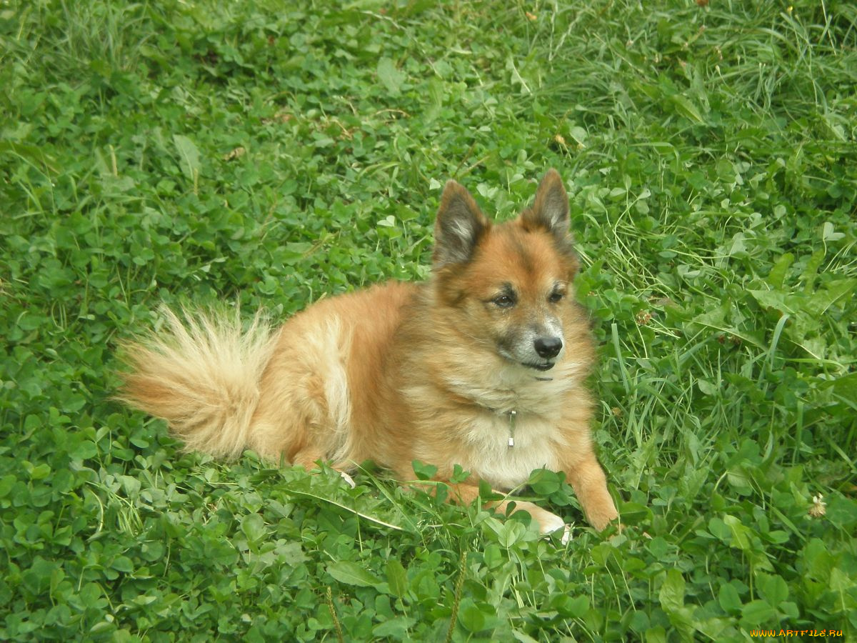 sobaka, животные, собаки