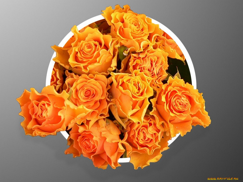 цветы, розы