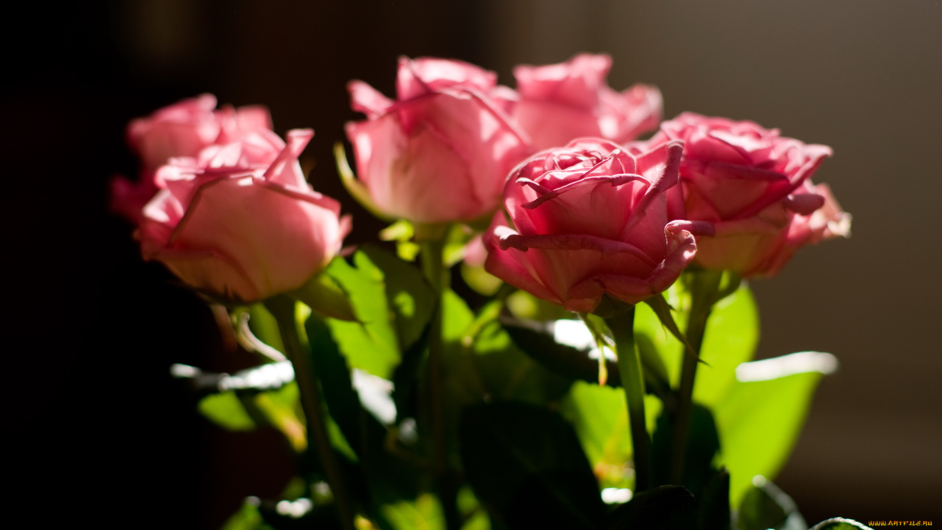 цветы, розы