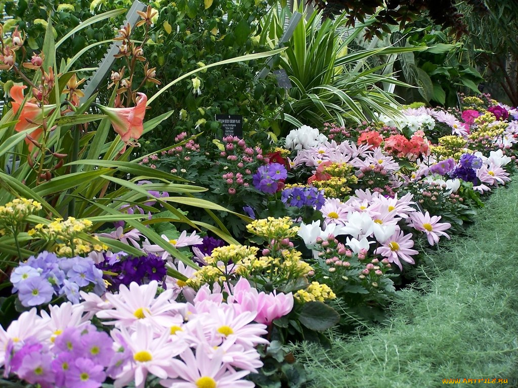 цветы, разные, вместе