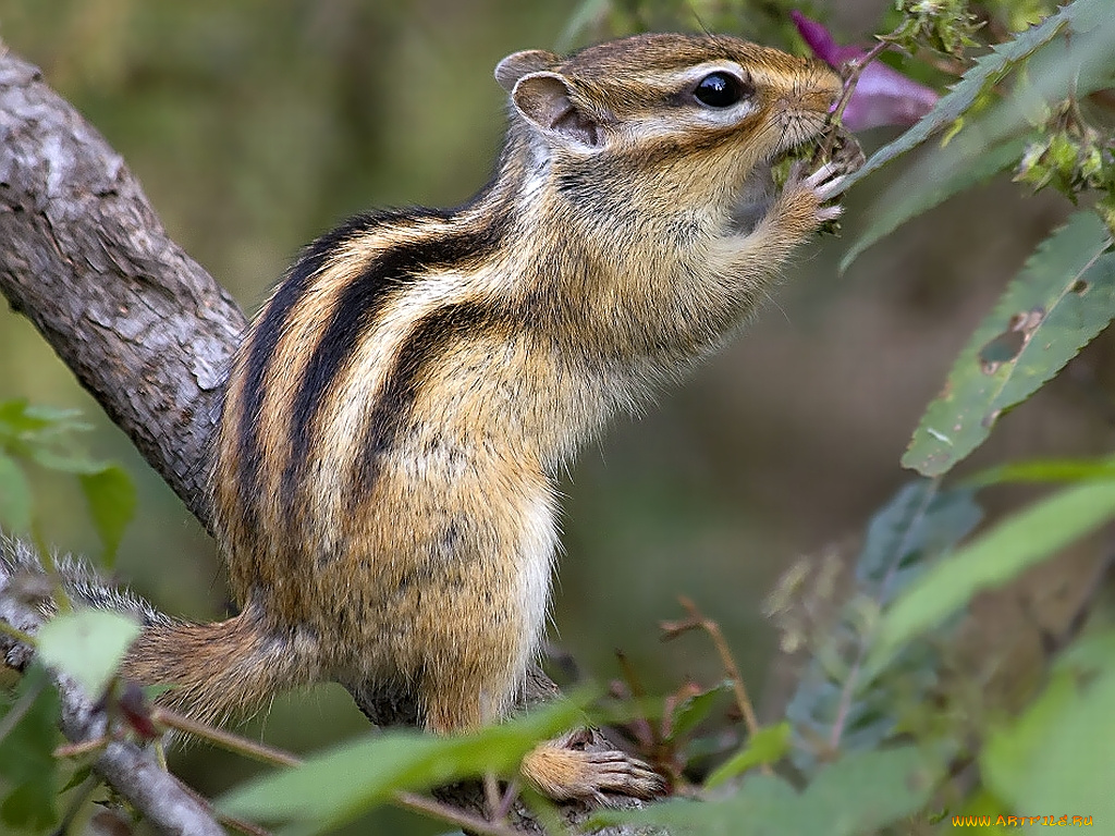 животные, бурундуки