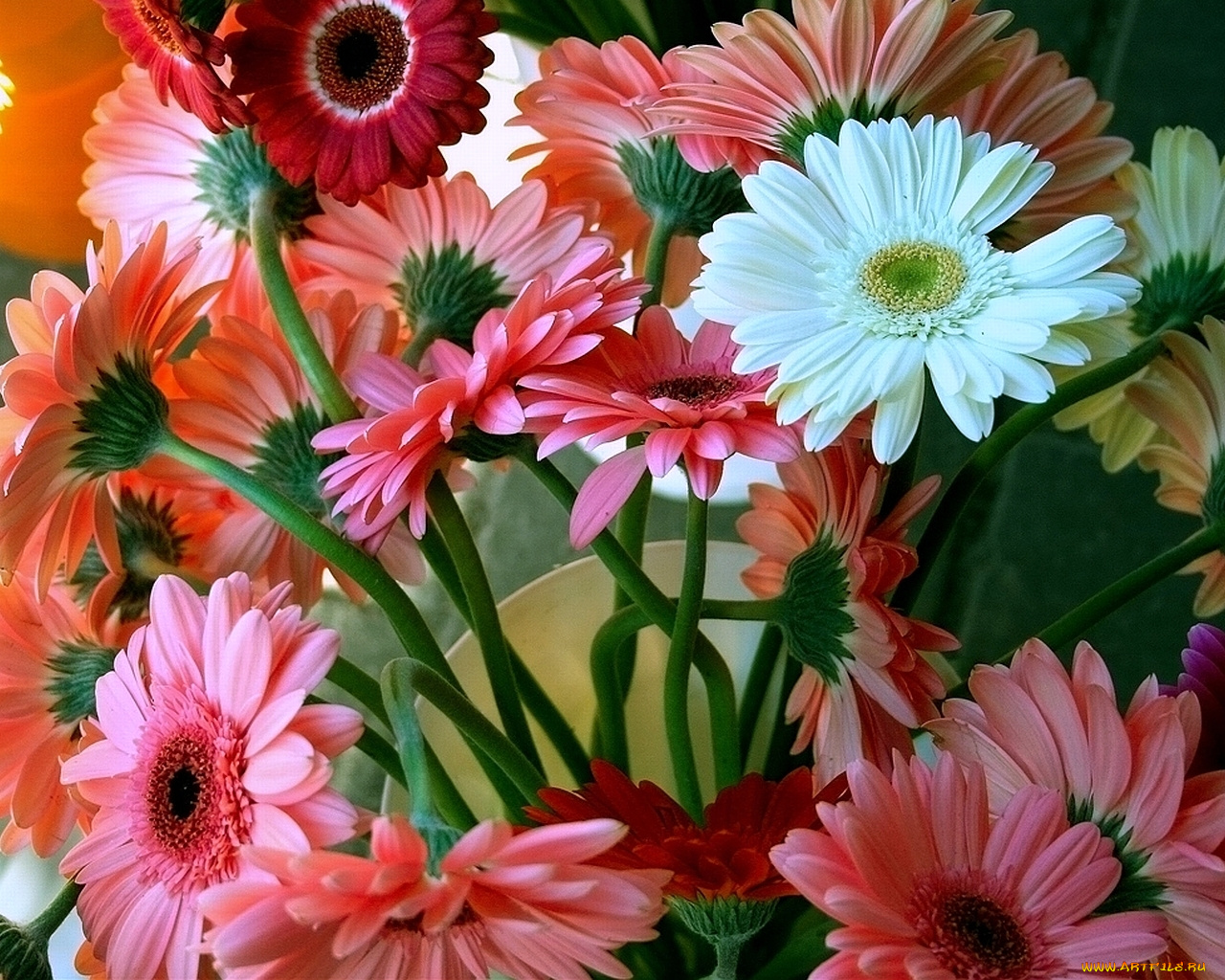 цветы, герберы