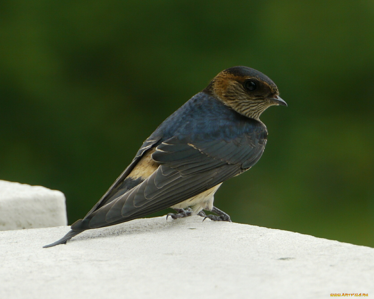 животные, ласточки