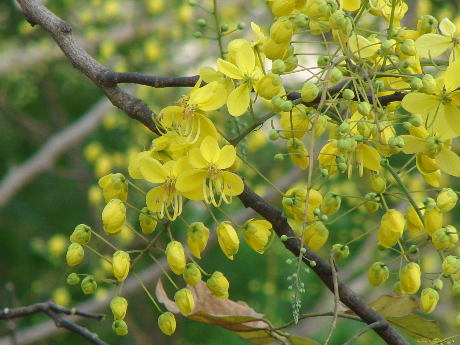 цветы, цветущие, деревья, кустарники