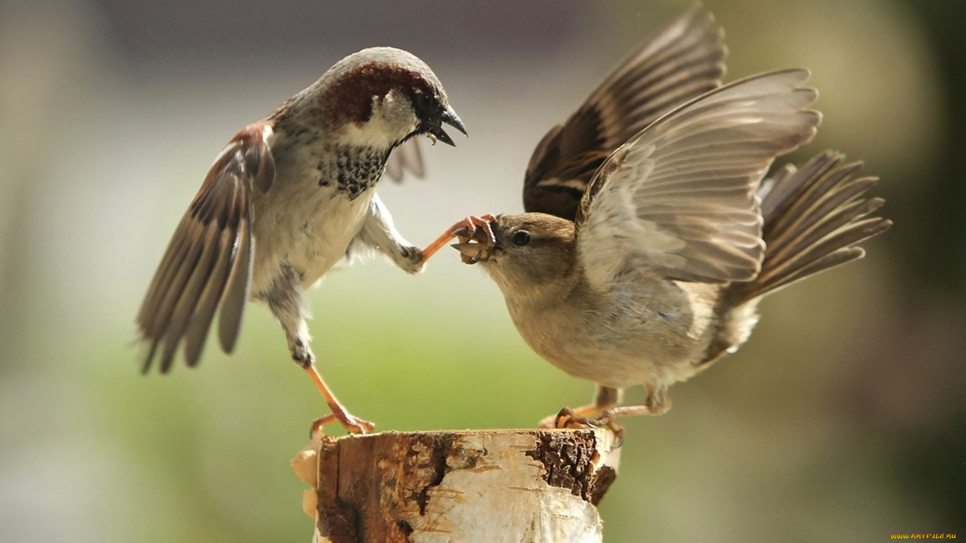 молчи, женщина, твой, день, марта, животные, воробьи