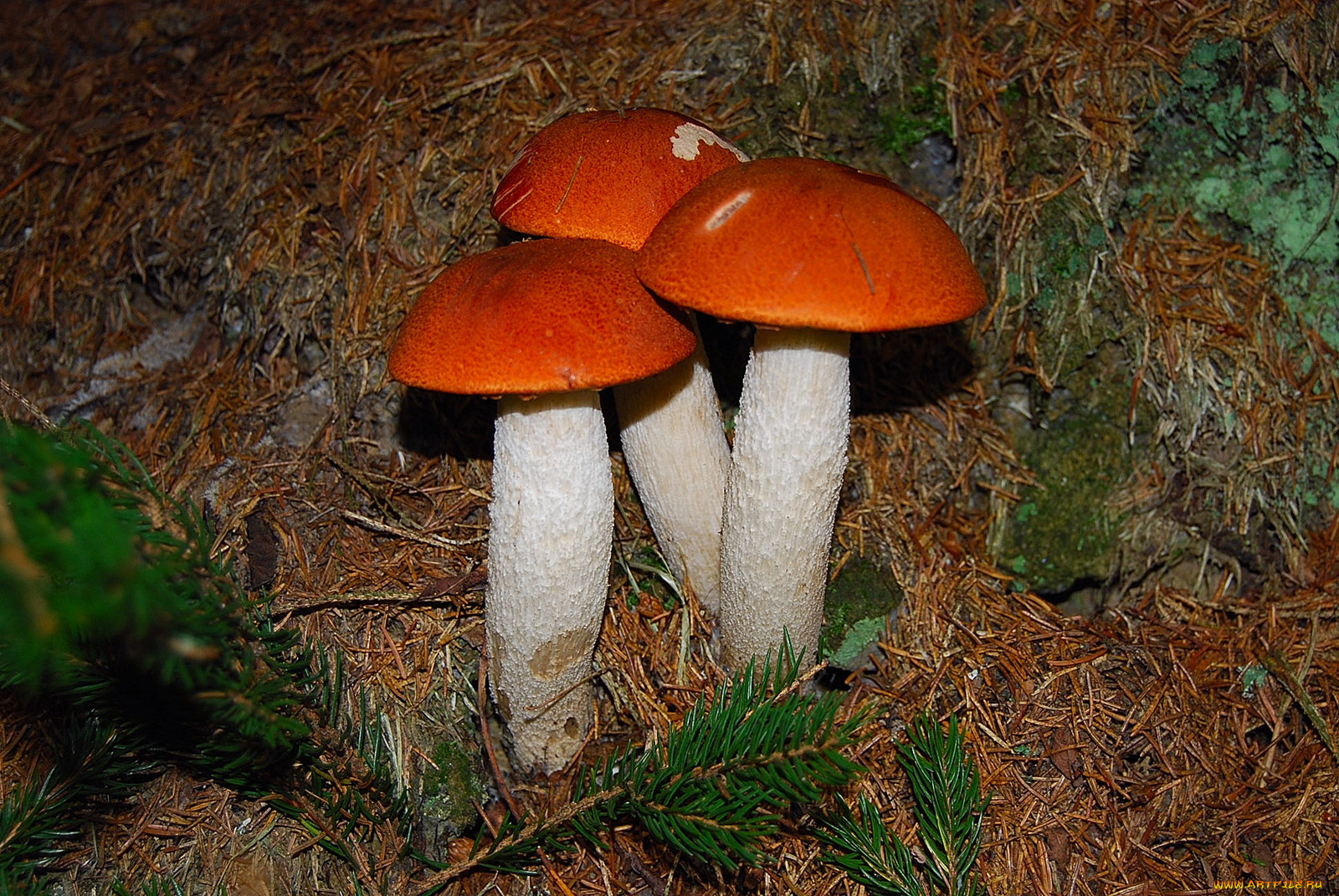 природа, грибы, подосиновики, иголки