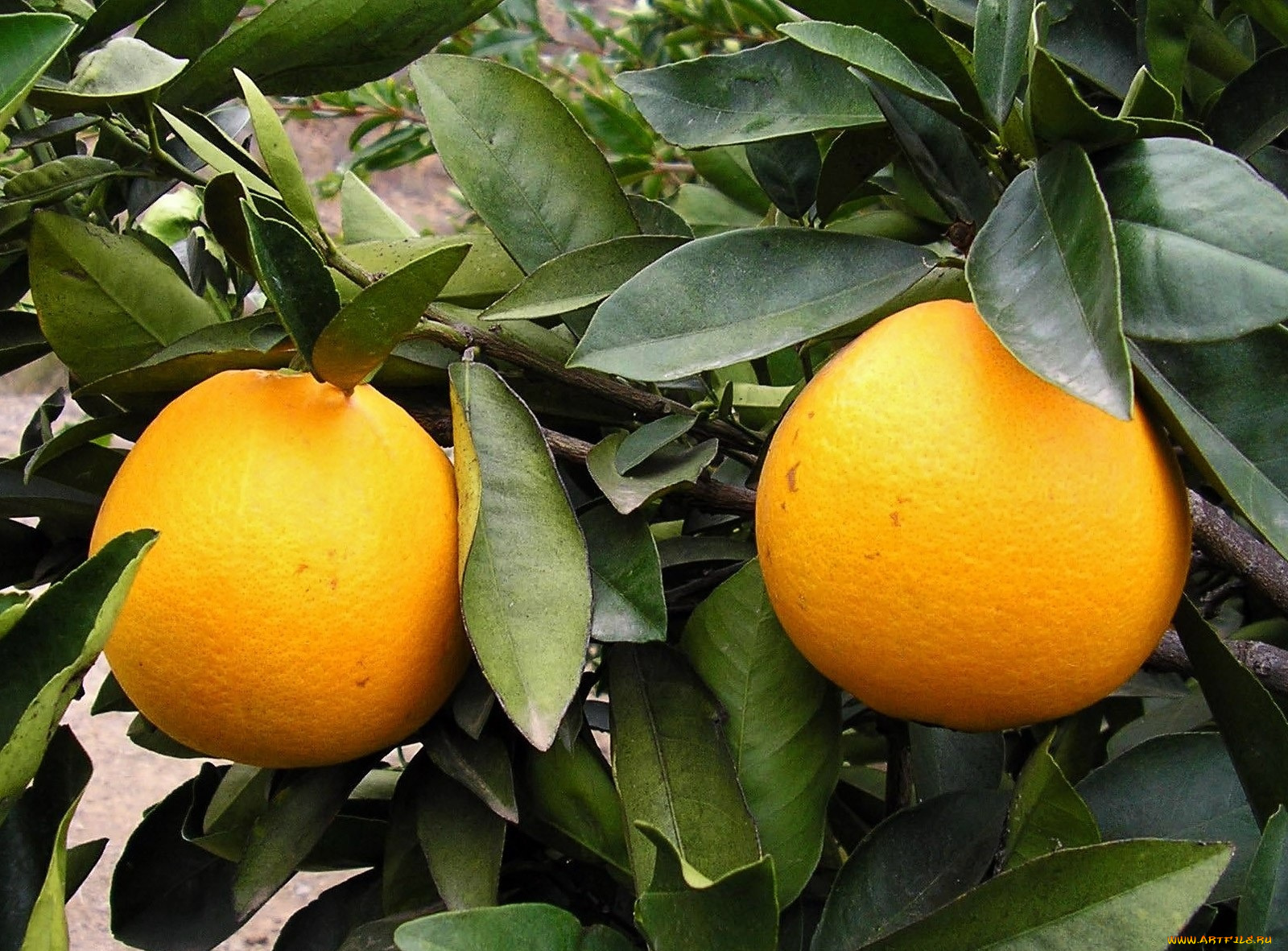 природа, плоды, ветка, листья