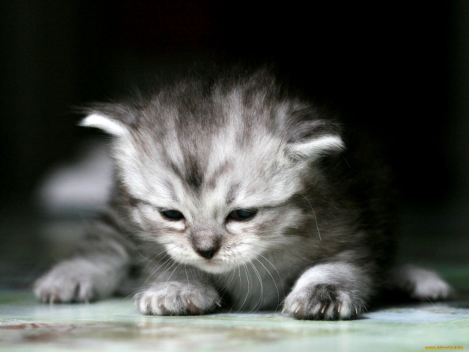 животные, коты, котенок, малыш