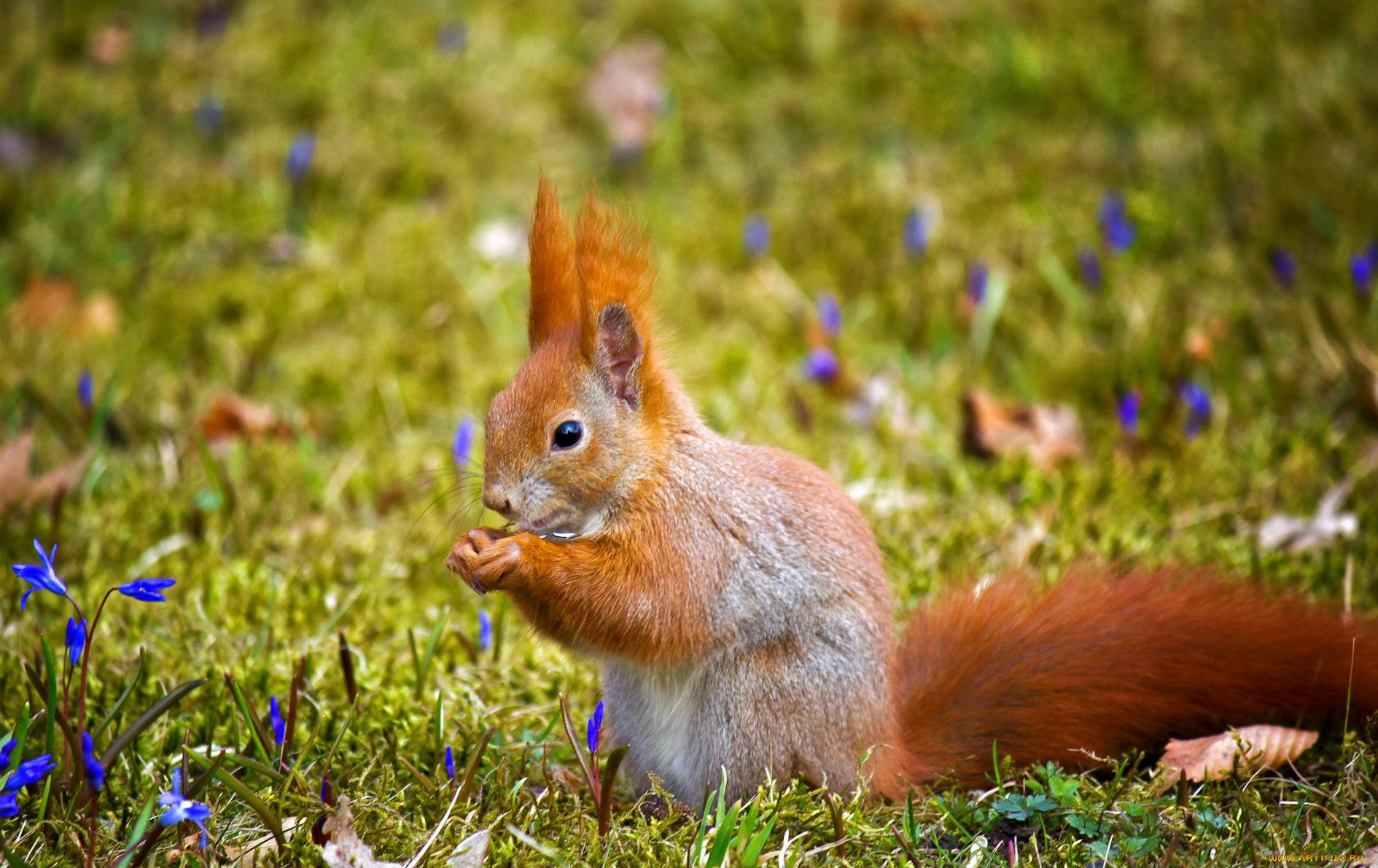 животные, белки, рыжий, хвост, цветы
