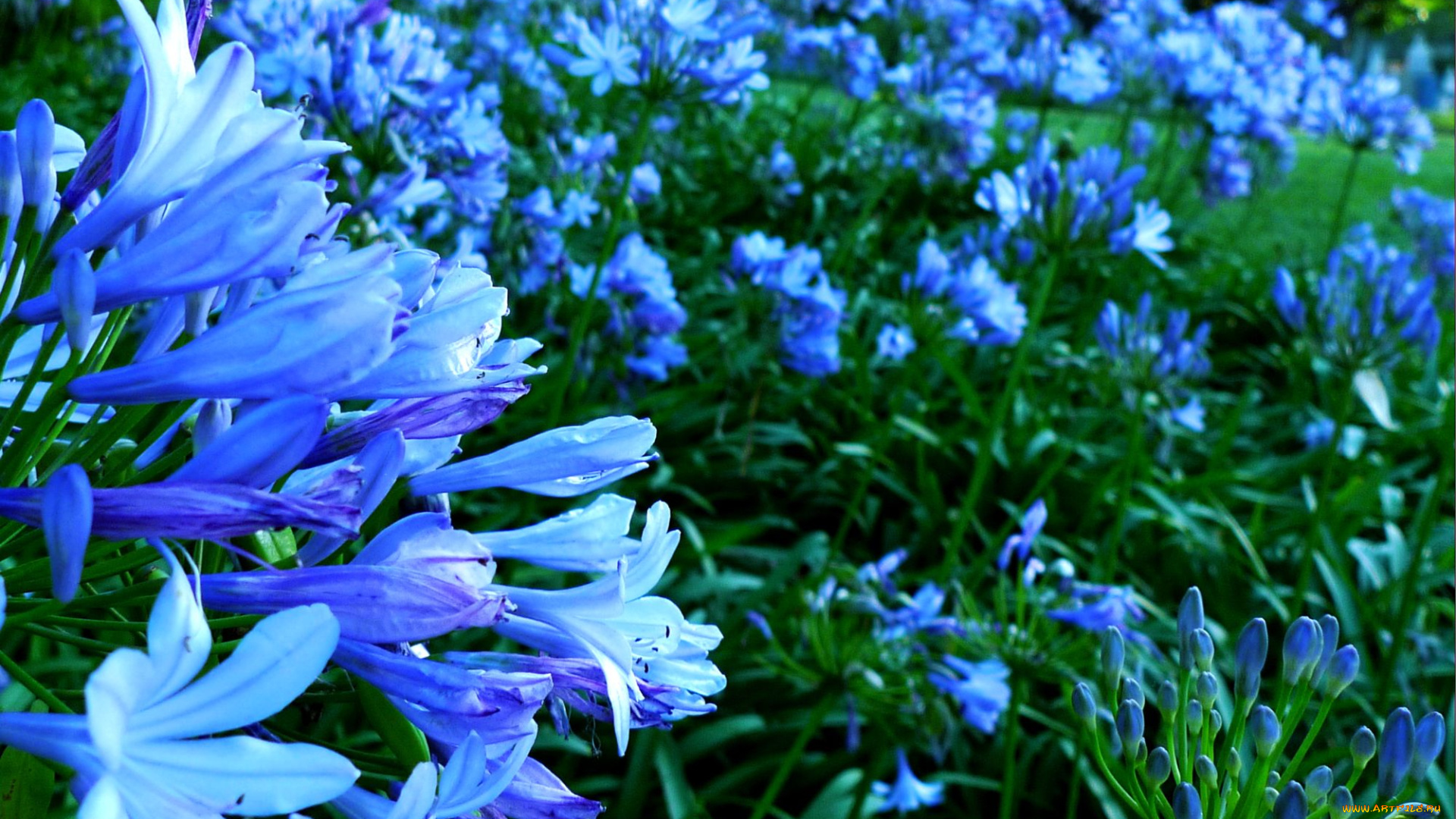 цветы, агапантус, африканская, лилия, синий