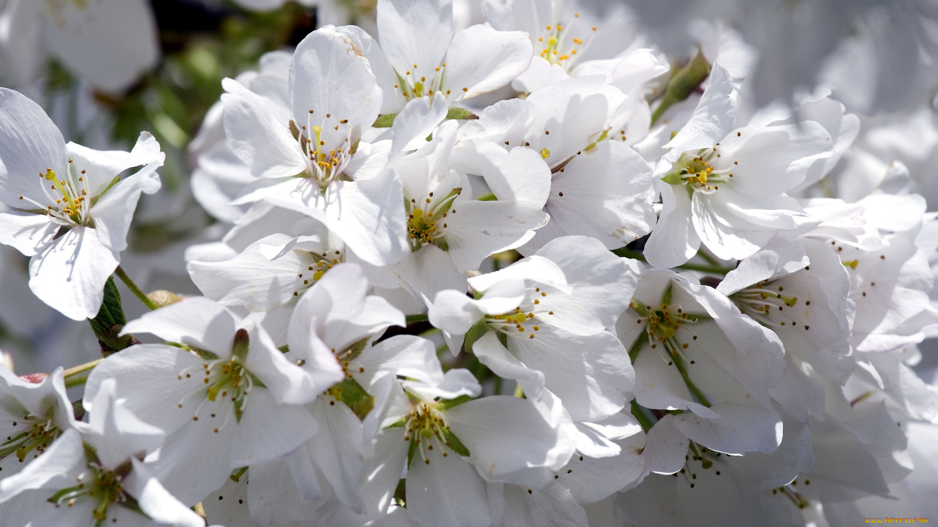 цветы, цветущие, деревья, кустарники, белый, цветение