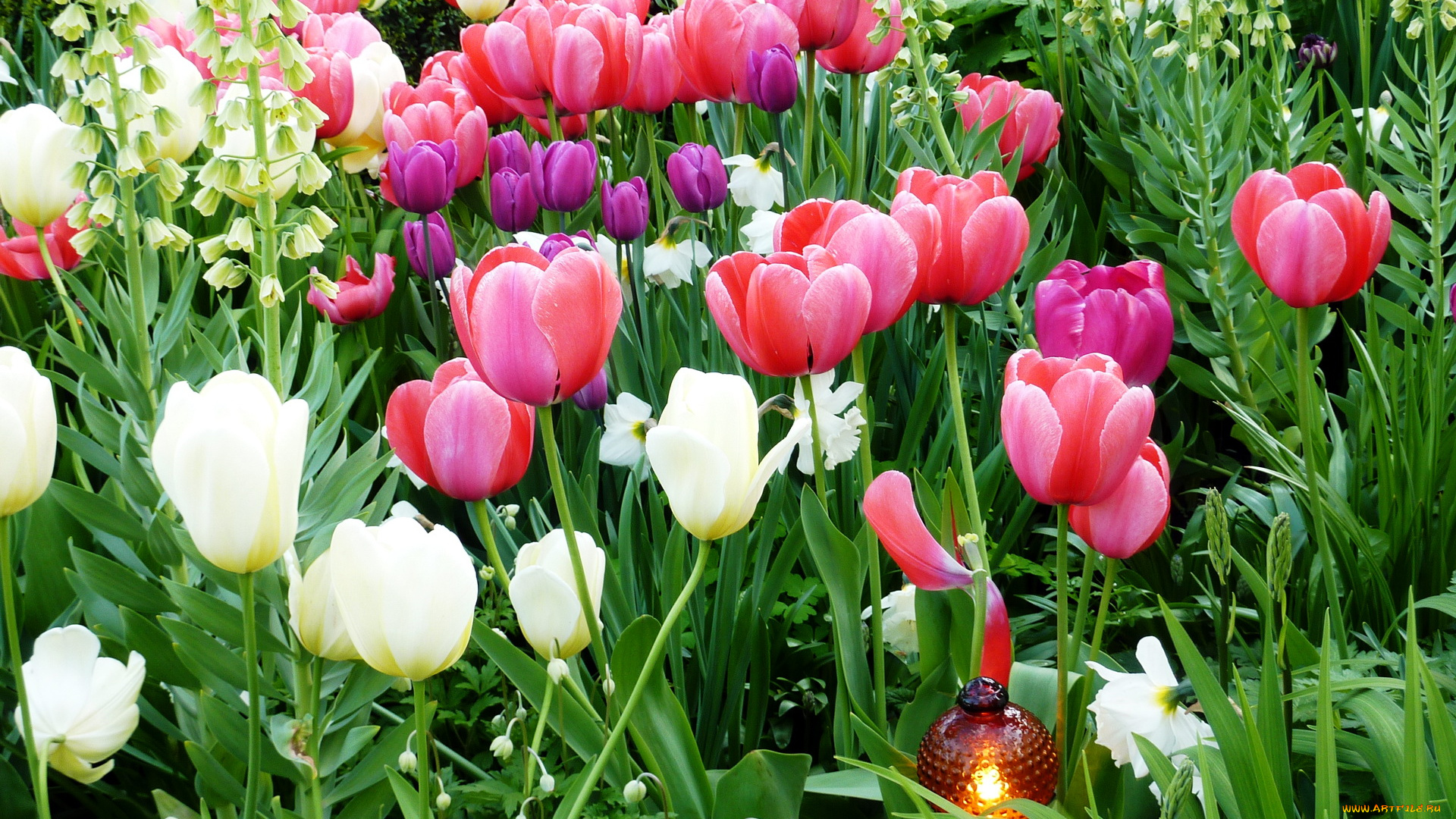 цветы, разные, вместе, тюльпаны