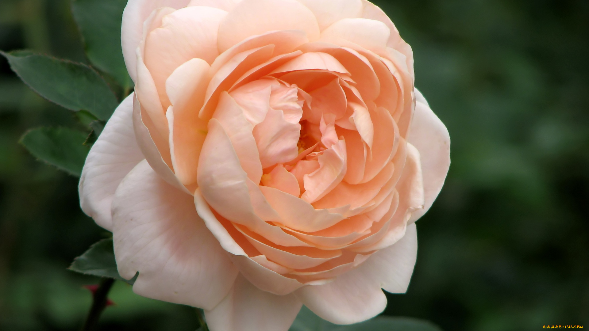 цветы, розы, кремовый, лепестки