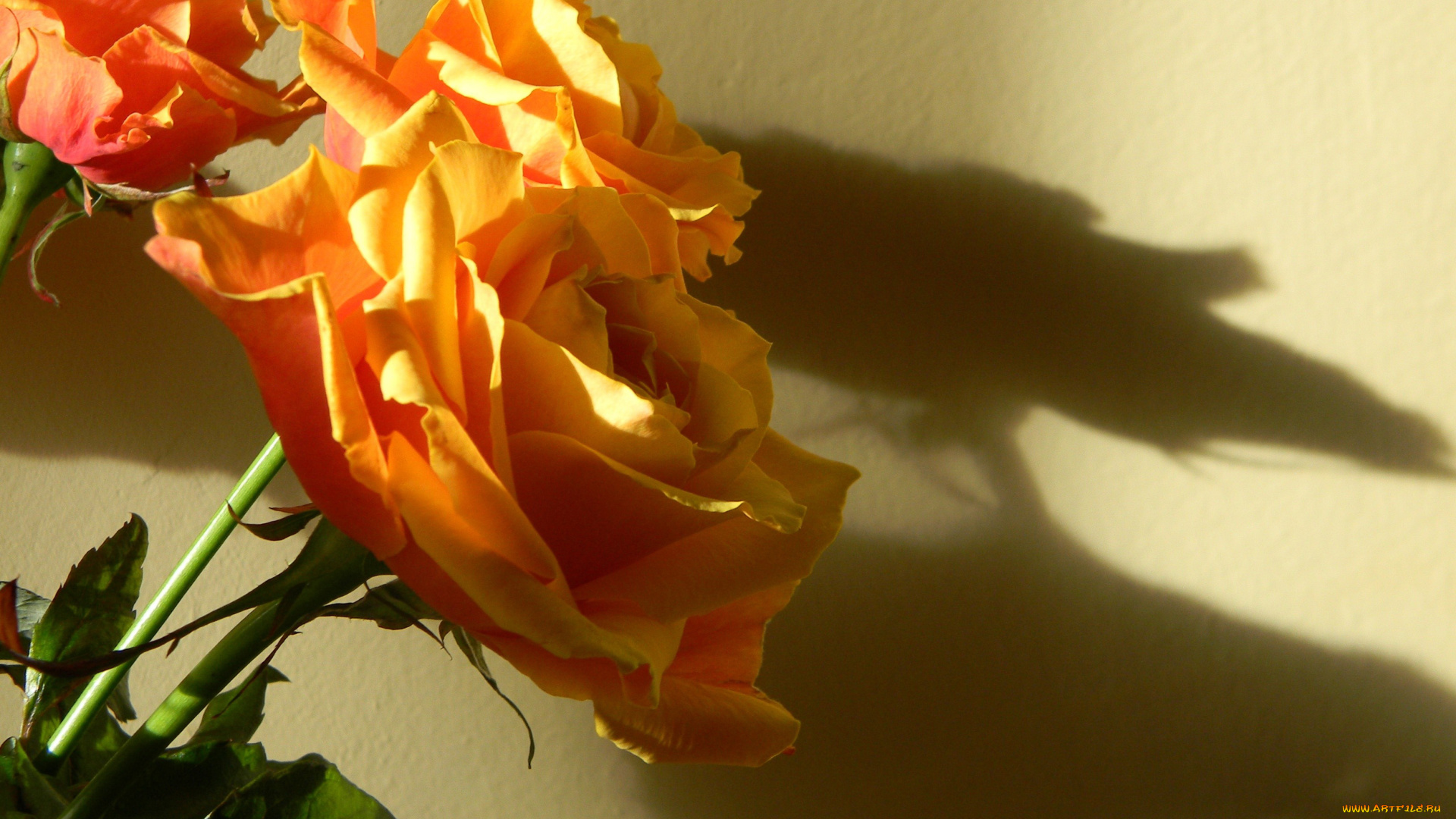 цветы, розы, тень