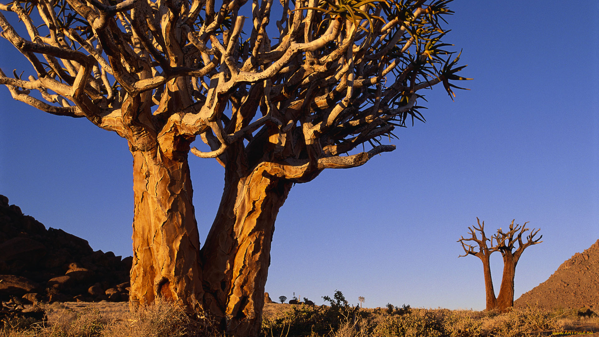 природа, деревья, дерево, пустыня, южная, африка