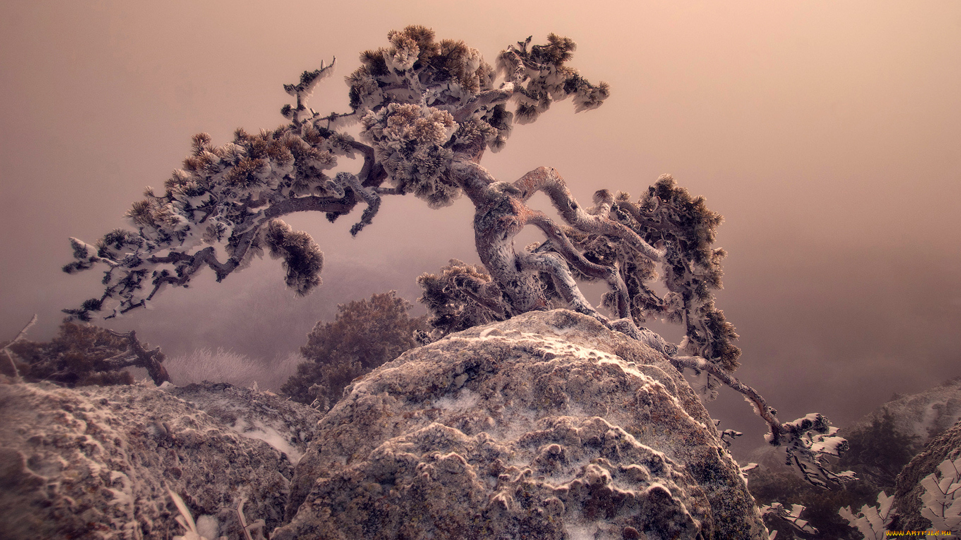 природа, деревья, сосна, скала