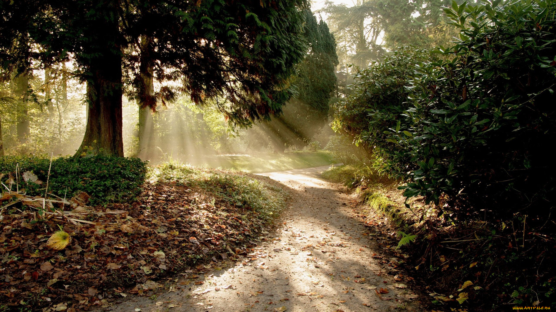природа, дороги, солнце, лес, дорога, свет, лучи, деревья