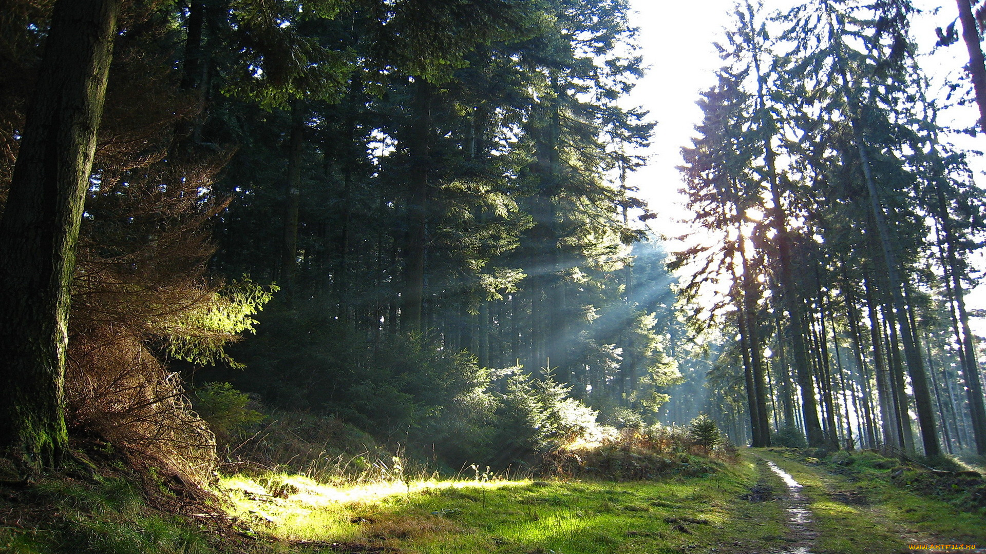 природа, лес, лучи, солнца, свет, дорога, деревья