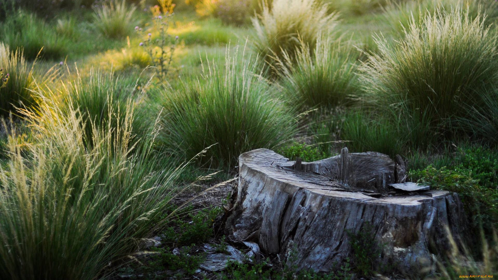 природа, луга, одинокий, трава, зелёная, пенёк