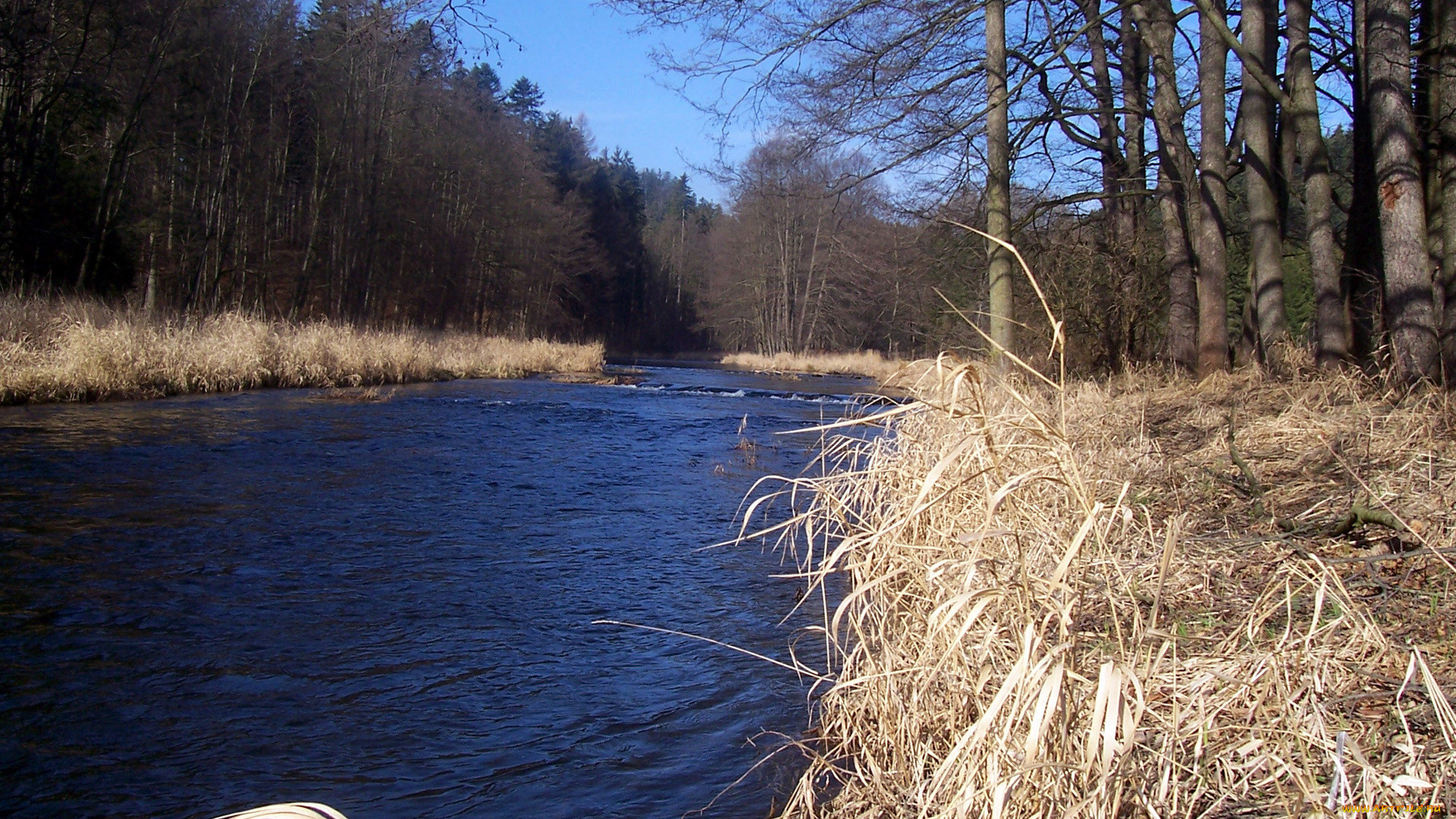 природа, реки, озера, весна, река, лес